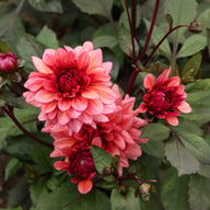 Molly Raven Dahlia Knöl