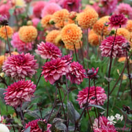 Molly Raven Dahlia Tuber