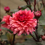 Molly Raven Dahlia Knöl