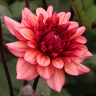 Molly Raven Dahlia Knöl