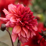 Molly Raven Dahlia Knöl