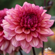 Molly Raven Dahlia Tuber