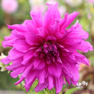 Mom's Special Dahlia Tuber