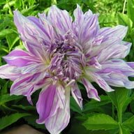 Mom's Special Dahlia Tuber