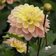 Mondriaan Dahlia Knöl