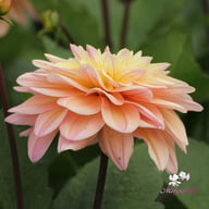 Mondriaan Dahlia Knöl