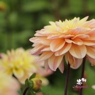 Mondriaan Dahlia Knöl