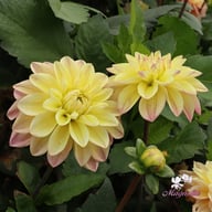 Mondriaan Dahlia Knöl