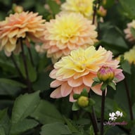Mondriaan Dahlia Knöl