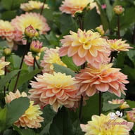 Mondriaan Dahlia Knöl
