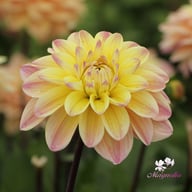 Mondriaan Dahlia Knöl