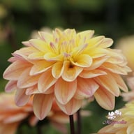 Mondriaan Dahlia Knöl