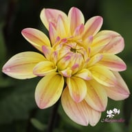 Mondriaan Dahlia Knöl