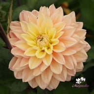 Mondriaan Dahlia Knöl