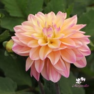 Mondriaan Dahlia Knöl