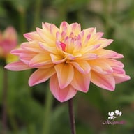 Mondriaan Dahlia Knöl