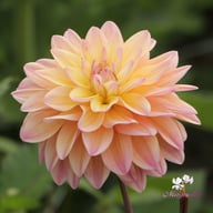 Mondriaan Dahlia Knöl