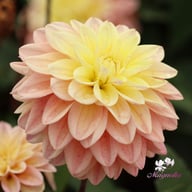 Mondriaan Dahlia Knöl