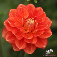 Monroe Dahlia Knöl