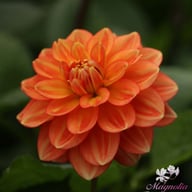 Monroe Dahlia Knöl