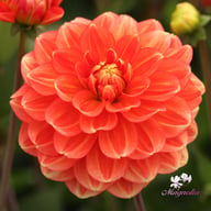 Monroe Dahlia Knöl