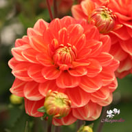 Monroe Dahlia Knöl