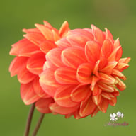 Monroe Dahlia Knöl