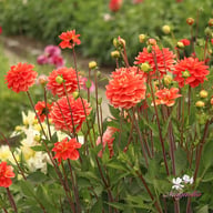 Monroe Dahlia Knöl