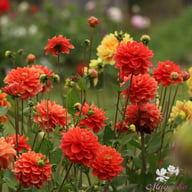 Monroe Dahlia Knöl