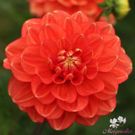 Monroe Dahlia Knöl