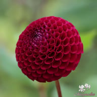Moor Place Dahlia Tuber