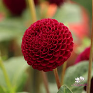 Moor Place Dahlia Tuber