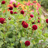 Moor Place Dahlia Tuber