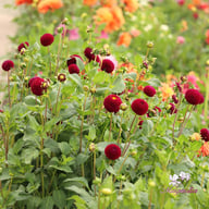 Moor Place Dahlia Tuber