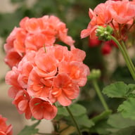 Morfar Pelargonium Cutting