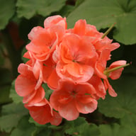Morfar Pelargonium Cutting