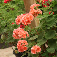 Morfar Pelargonium Cutting