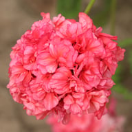 Mormor Alma Pelargonium Cutting