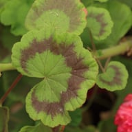 Mormor Alma Pelargonium Cutting