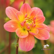 Morning Glory Dahlia Tuber
