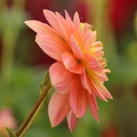 Morning Glory Dahlia Knöl