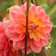 Morning Glory Dahlia Tuber