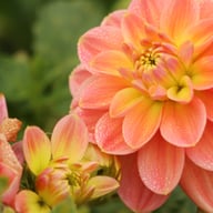 Morning Glory Dahlia Knöl