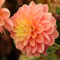 Morning Glory Dahlia Knöl