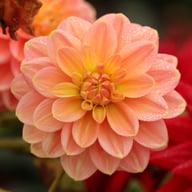 Morning Glory Dahlia Knöl