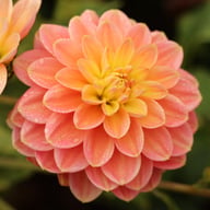 Morning Glory Dahlia Knöl