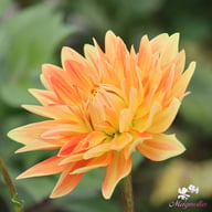Motto Dahlia Tuber