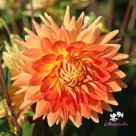 Motto Dahlia Tuber