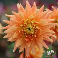Motto Dahlia Tuber