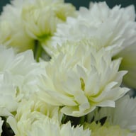 Mount Everest Anemone Corm